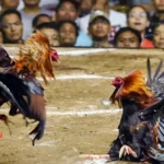 Apit Asor Sabung Ayam