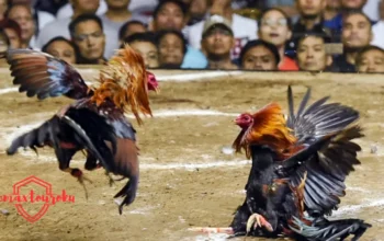 Apit Asor Sabung Ayam