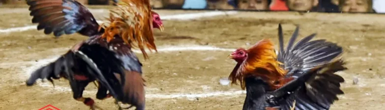 Apit Asor Sabung Ayam